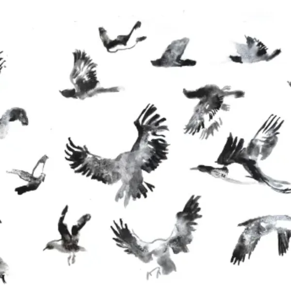 ptaki