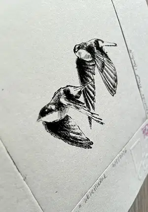 527_Droga